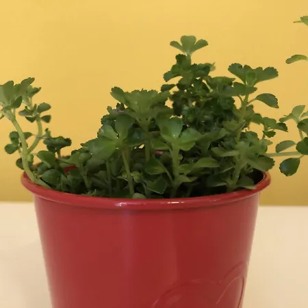 Elly Hotel Gmina Pomorie